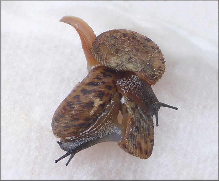 Anguispira cumberlandiana (Lea, 1840) Cumberland Tigersnail