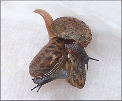 Anguispira cumberlandiana (I. Lea, 1840) Cumberland Tigersnail