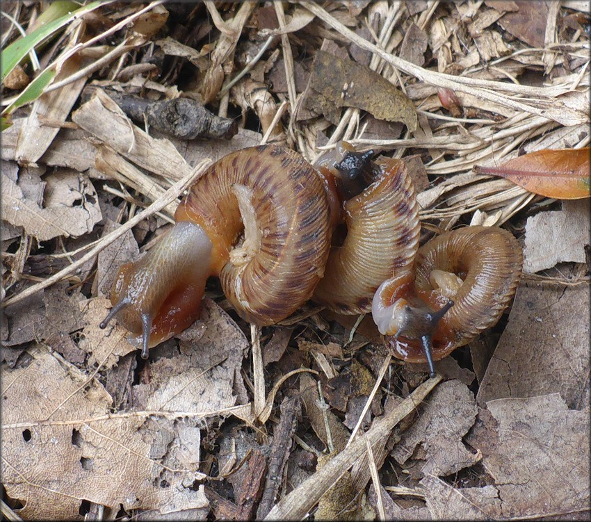 Anguispira cumberlandiana (I. Lea, 1840) Cumberland Tigersnail