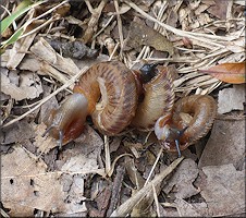 Anguispira cumberlandiana (i. Lea, 1840) Cumberland Tigersnail