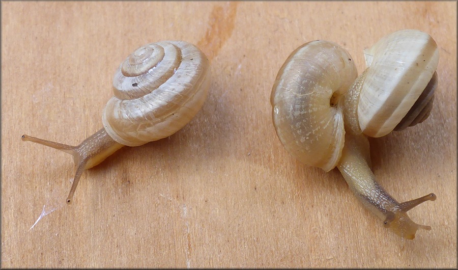 Praticolella mexicana K. Perez, 2011 "Peripatetic Scrubsnail"