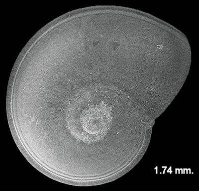 Solariorbis infracarinatus Gabb, 1881 Gabbs Vitrinella