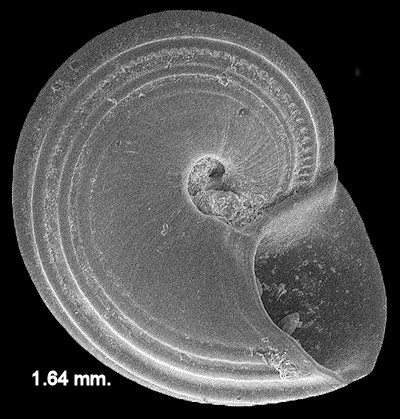 Solariorbis infracarinatus Gabb, 1881 Gabbs Vitrinella