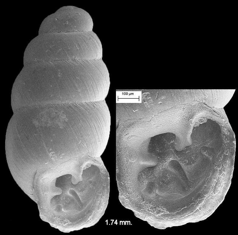 Scanning Electron Micrographs (SEM) Of Fossil Gastrocopta