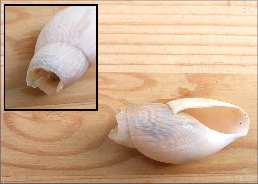 Euglandina rosea (Frussac, 1821) Predator Damage