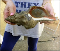 Triplofusus giganteus (Kiener, 1840) Albino