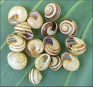 Cepaea nemoralis (Linnaeus, 1758) Grovesnail