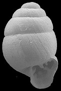 Vertigo species cf. V. ovata Say, 1822 ? sp. nov. (Florida Fossil)