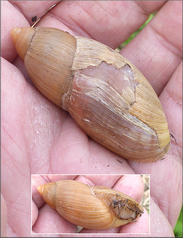 Euglandina rosea (Frussac, 1821) Damaged Shell