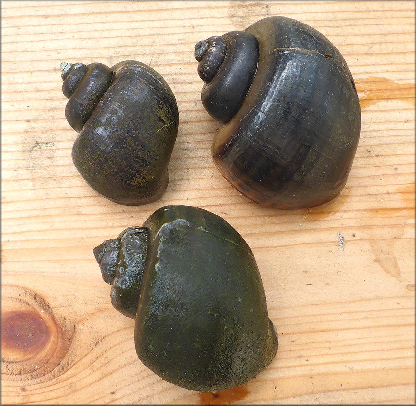 Pomacea diffusa Blume, 1957 [Spiketop Applesnail] In Duval County, Florida