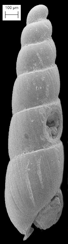 Syrnola pinellasi (Bartsch, 1955) Fossil