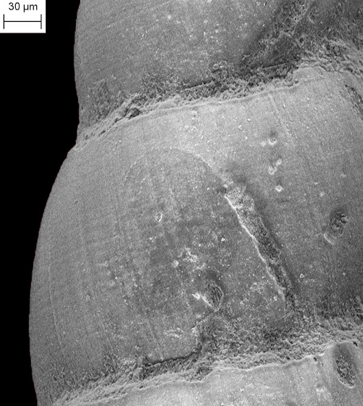 Syrnola pinellasi (Bartsch, 1955) Fossil