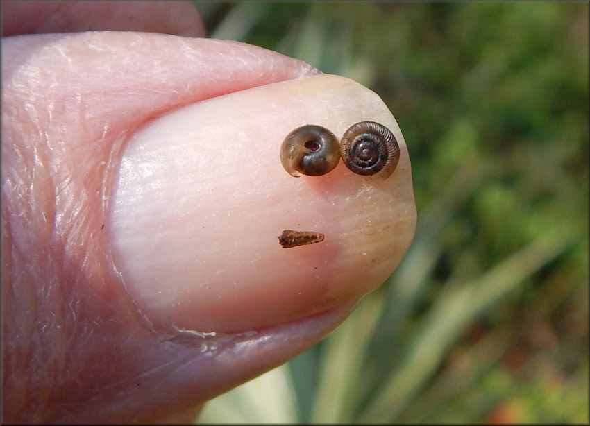 Polygyra cereolus (Mhlfeld, 1816) Southern Flatcoil Juveniles