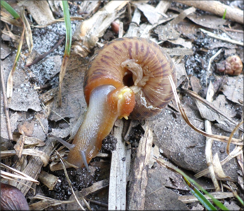 Anguispira alternata (Say, 1817) Flamed Tigersnail