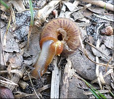 Anguispira alternata (Say, 1817) Flamed Tigersnail