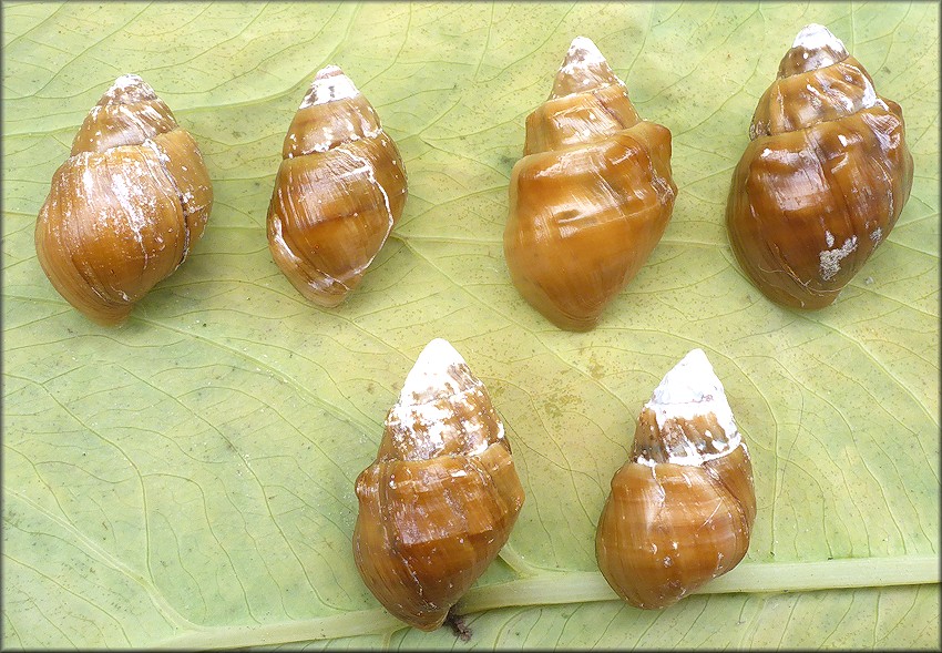 Lithasia geniculata Haldeman, 1840 Geniculate River Snail