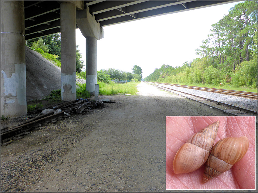 Bulimulus sporadicus Near The Baymeadows Road Overpass Spanning The Florida East Coast Railroad Tracks