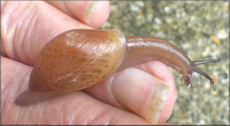 Euglandina rosea (Frussac, 1821) Juvenile