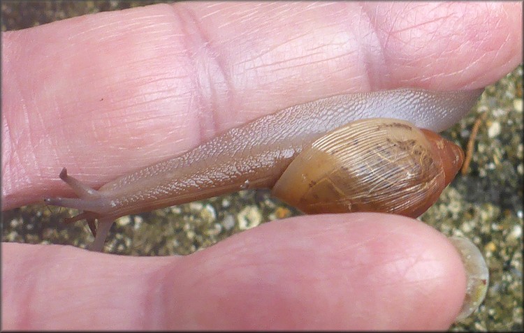 Euglandina rosea (Frussac, 1821) Juvenile