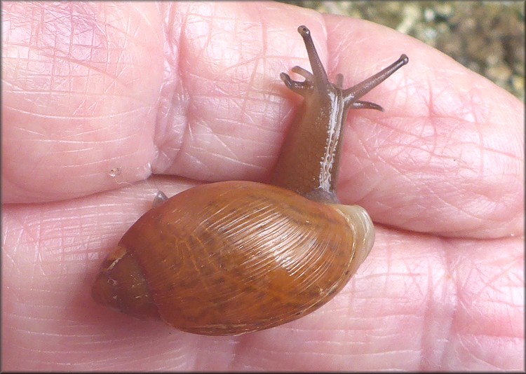 Euglandina rosea (Frussac, 1821) Juvenile