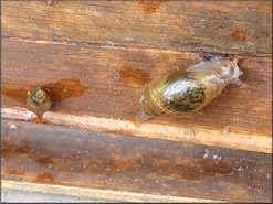 Euglandina rosea (Frussac, 1821) Juvenile In Situ