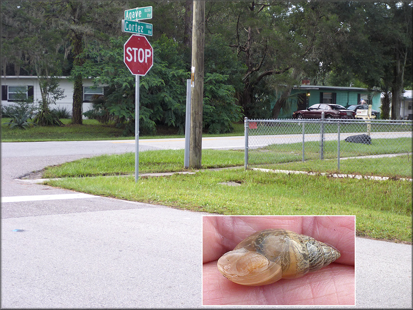 Bulimulus sporadicus From The Roadside Swale In The 1800 Block Of Cortez Road