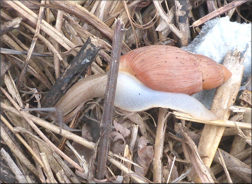 Euglandina rosea (Frussac, 1821) Rosy Wolfsnail In Situ