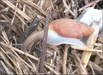 Euglandina rosea (Frussac, 1821) Rosy Wolfsnail In Situ