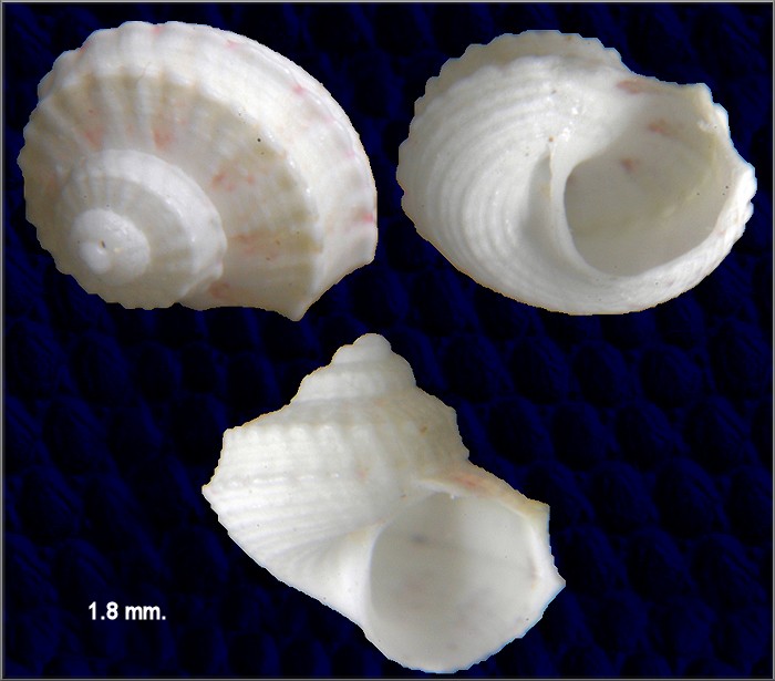 Pseudostomatella erythrocoma (Dall, 1889)