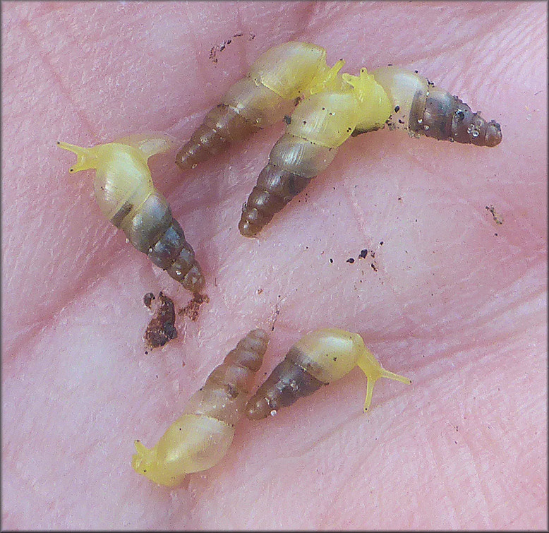 Allopeas gracile (Hutton, 1834) Graceful Awlsnail