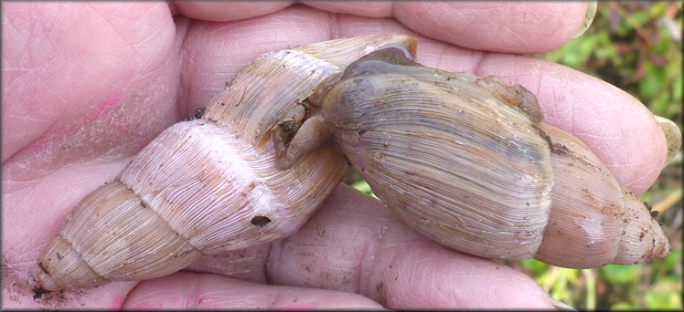 Euglandina rosea (Frussac, 1821) Mating