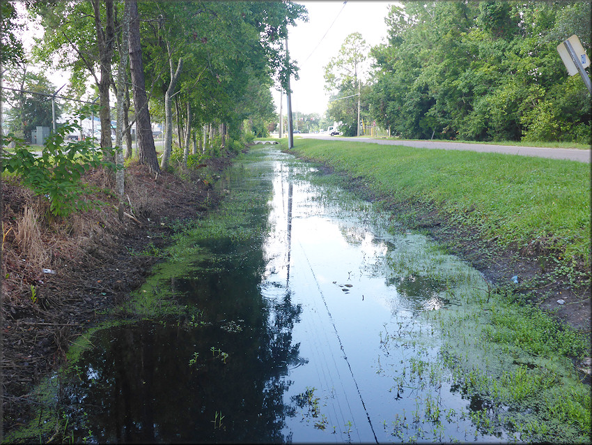 Pomacea diffusa habitat near Beach Boulevard Flea Market July, 2017 (looking south) 