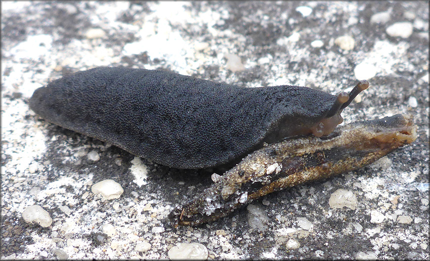 Belocaulus angustipes Black-velvet Leatherleaf Feeding On Deceased Member Of Its Own Species