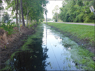 Pomacea diffusa habitat near Beach Boulevard Flea Market July, 2017 (looking south) 