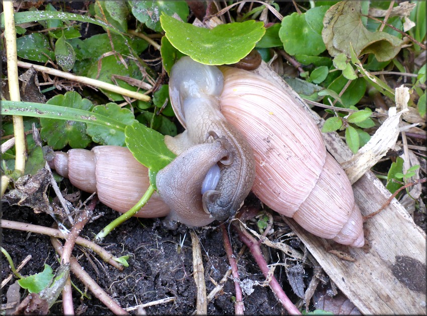 Euglandina rosea (Frussac, 1821) Mating