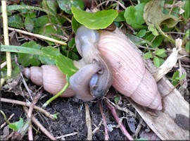 Euglandina rosea (Frussac, 1821) Mating