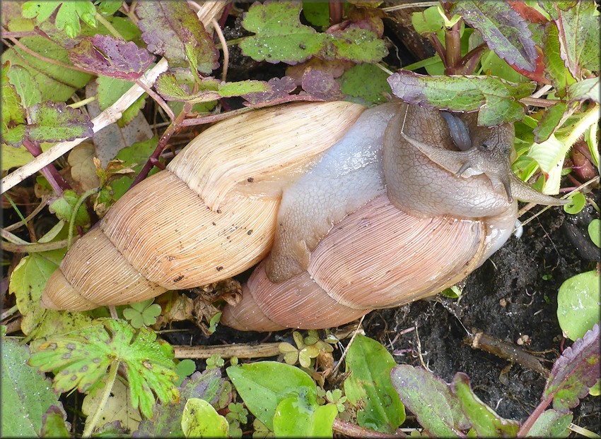 Euglandina rosea (Frussac, 1821) Mating