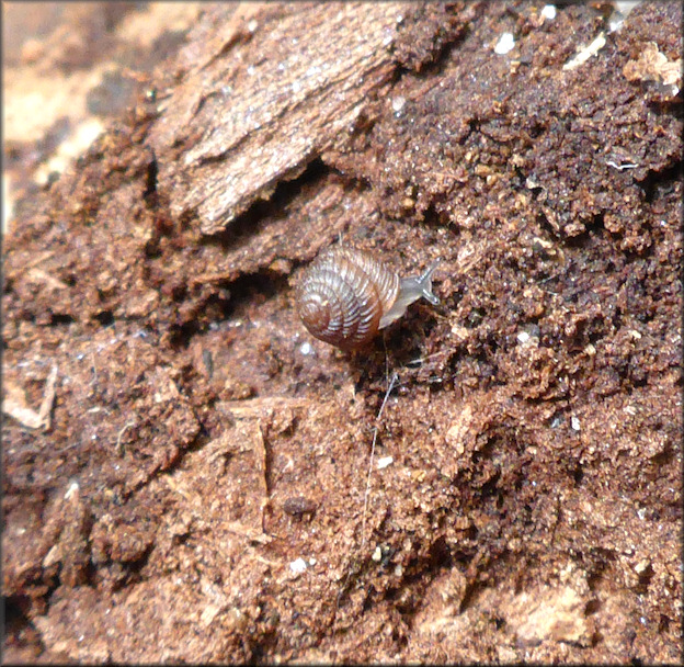 Strobilops texasianus Pilsbry and Ferriss, 1906 Southern Pinecone In Situ