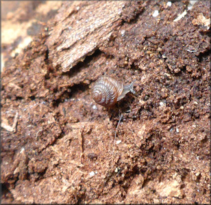 Strobilops texasianus Pilsbry and Ferriss, 1906 Southern Pinecone In Situ