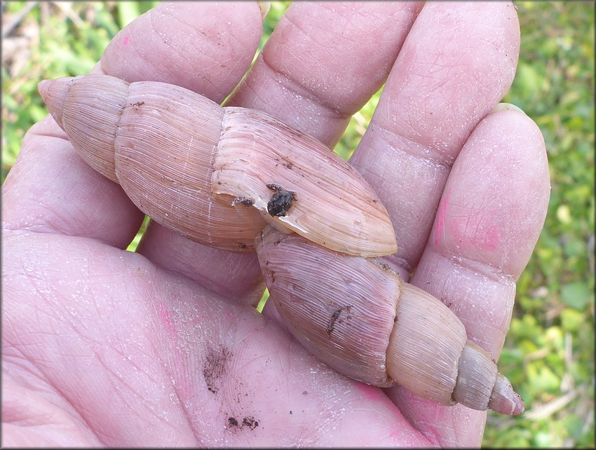 Euglandina rosea (Frussac, 1821) Mating