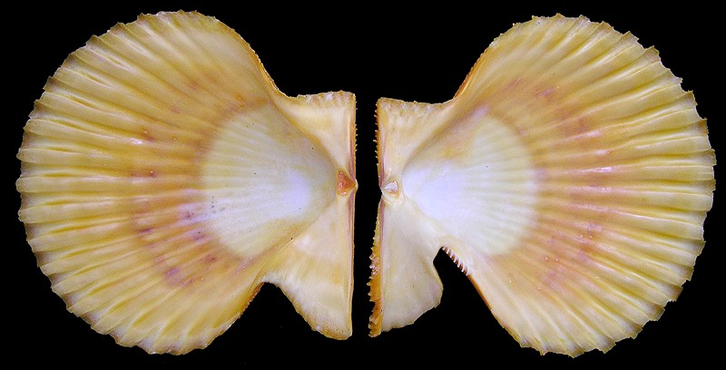 Mimachlamys crassicostata (G. B. Sowerby II, 1842)