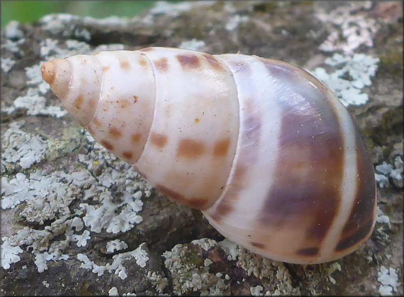 Drymaeus dormani (W. G. Binney, 1857) Manatee Treesnail