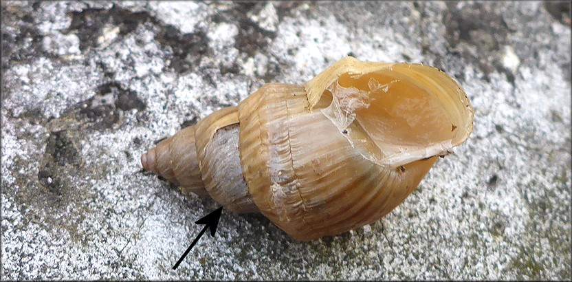 Bulimulus sporadicus At The New Berlin Road Bridge Over Dunn Creek