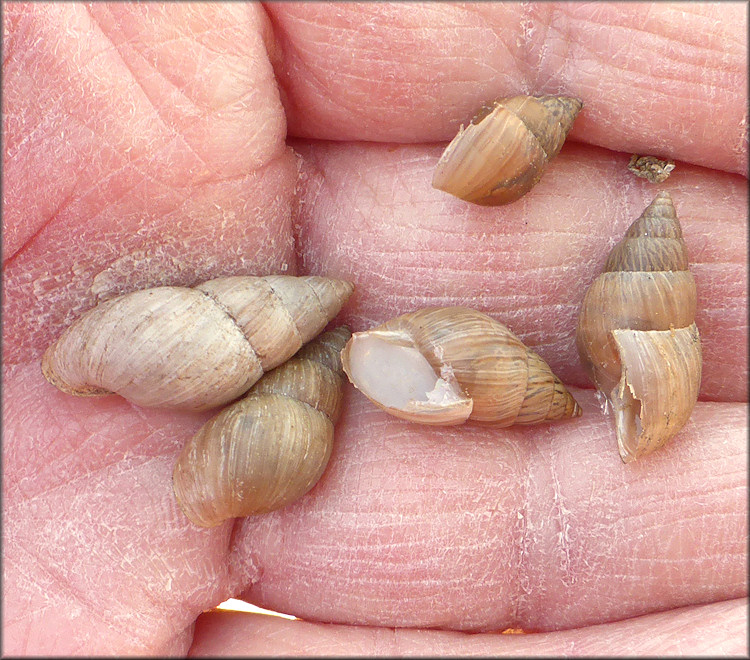 Bulimulus sporadicus Along Lane Avenue Just South Of Commonwealth Avenue