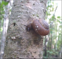 Mesodon thyroidus (Say, 1817) White-lip Globe Up A Tree