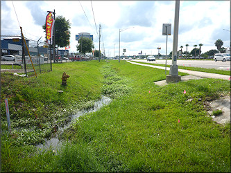 Pomacea diffusa habitat near Beach Boulevard Flea Market July, 2017