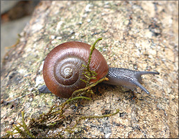 Mesomphix globosus (MacMillan, 1940) Globose Button