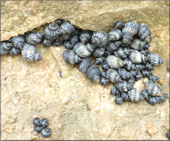 Echinolittorina placida Reid, 2009 Interrupted Periwinkle