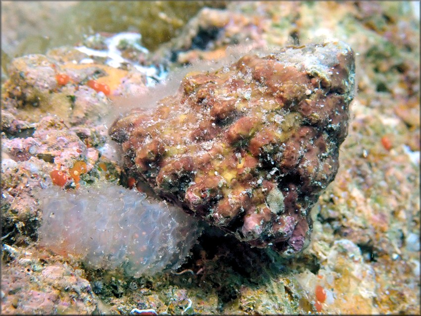 Lithopoma tectum ([Lightfoot], 1786) West Indian Star Snail Depositing Eggs