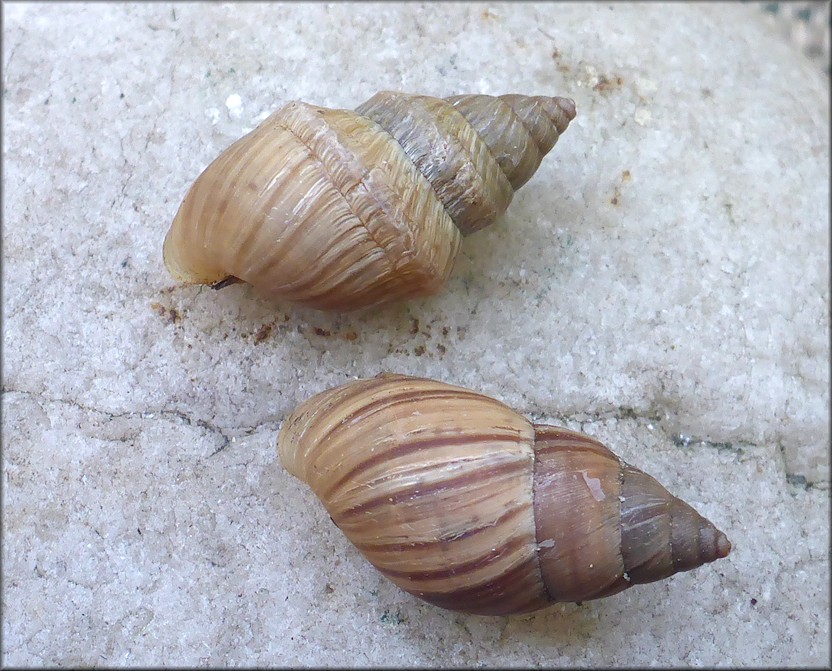 Bulimulus sporadicus At The New Berlin Road Bridge Over Dunn Creek